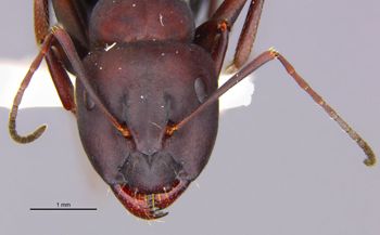 Media type: image;   Entomology 686661 Aspect: head frontal view